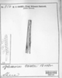 Seimatosporium tostum image